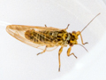 Arytainilla spartiophila